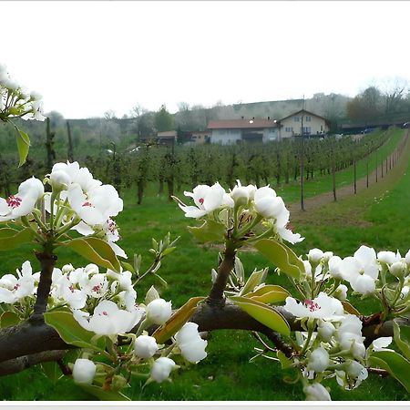 Weingut Ringwald Apartman Herbolzheim Kültér fotó