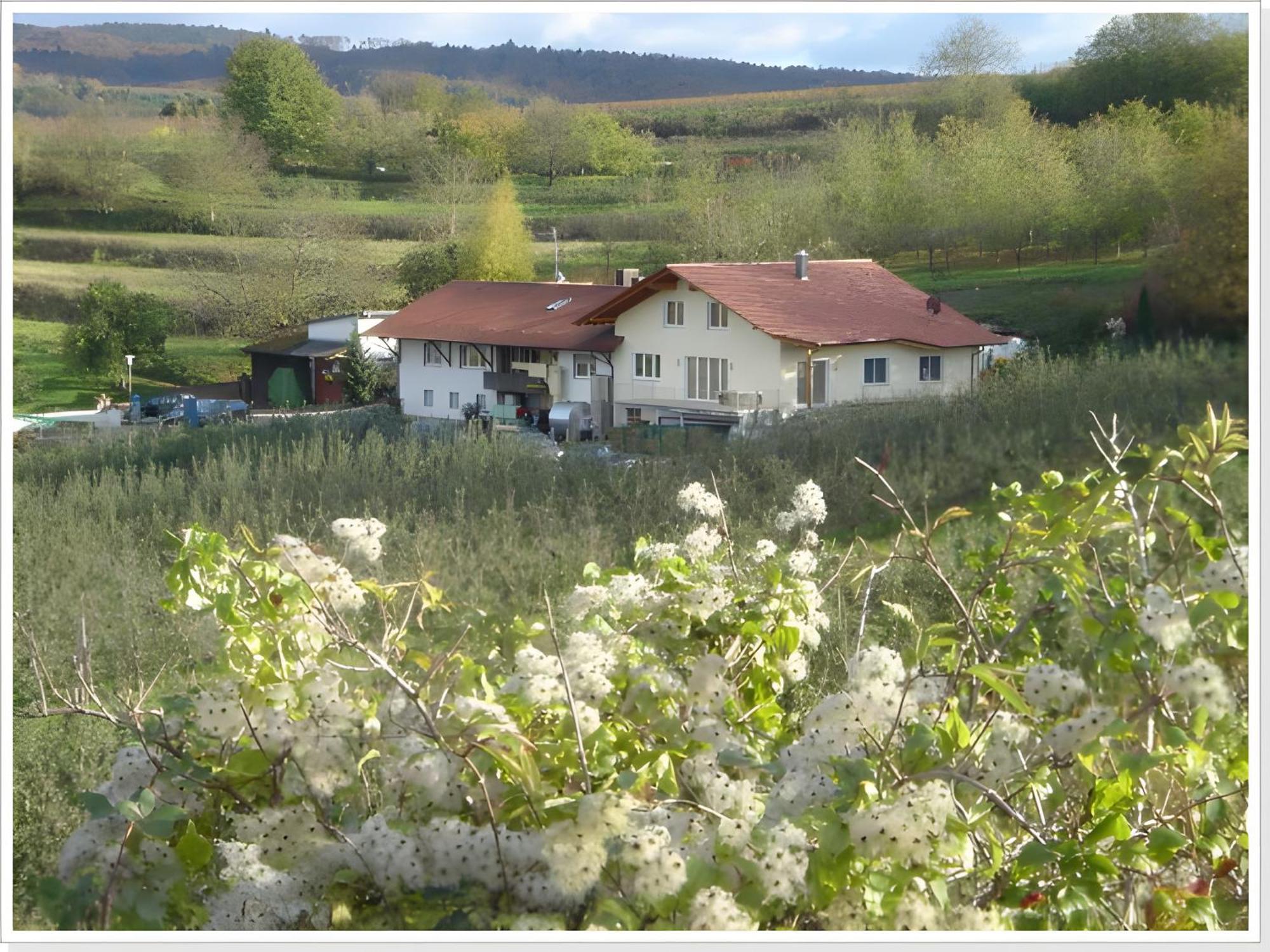 Weingut Ringwald Apartman Herbolzheim Kültér fotó