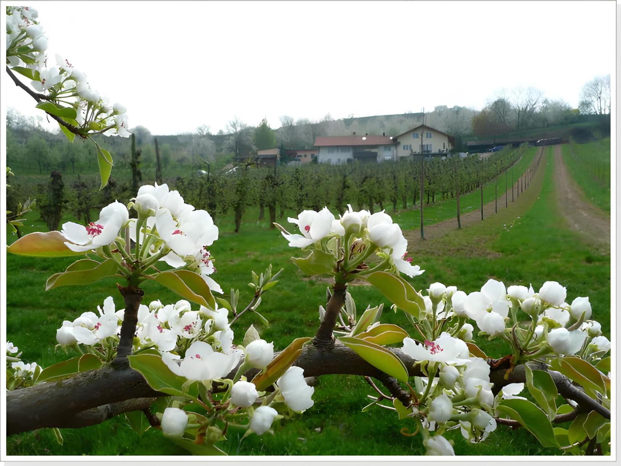 Weingut Ringwald Apartman Herbolzheim Kültér fotó